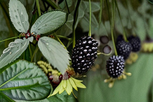 Natchez Blackberry Cuttings – Rubus fruticosus – Sweet, Productive Blackberries for Garden or Farm