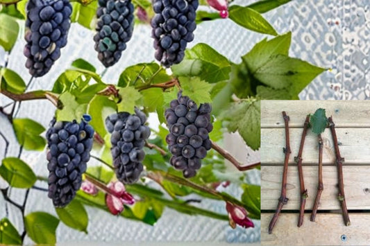 Kyoho Grape Cuttings – Vitis vinifera – Large, Sweet, Juicy Berries for Home Garden, Fruit Cultivation, Easy to Grow