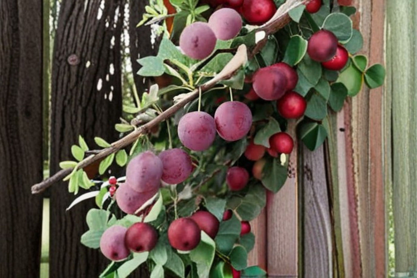 American Plum 12 Cuttings – Prunus americana Native Deciduous Shrub for Orchard and Landscaping