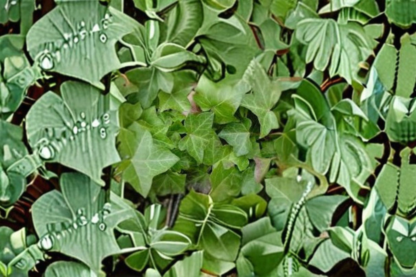 English Ivy Plants – Hedera helix – 10 Pack, Evergreen Foliage, Indoor & Outdoor Decoration