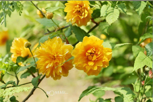 Japanese Kerria Cuttings – Kerria japonica – Vibrant Yellow Blooms, Garden Shrub, Easy to Grow, Flowering Plant, Ornamental Garden Plant
