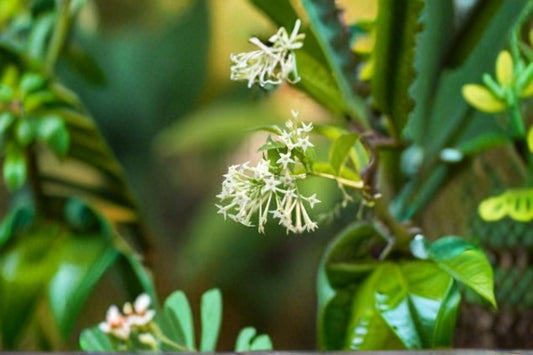 Night Blooming Jasmine Live Plant – Fragrant White Flowering Shrub – Jasminum nocturnum – Indoor & Garden Decorative Plant