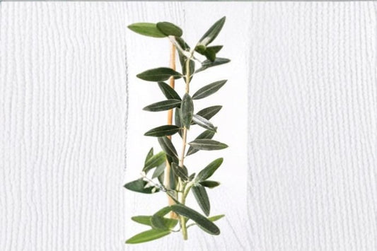 Leccino Olive Live Starter Plant – Olea europaea – Mediterranean Olive Tree for Garden or Patio Cultivation