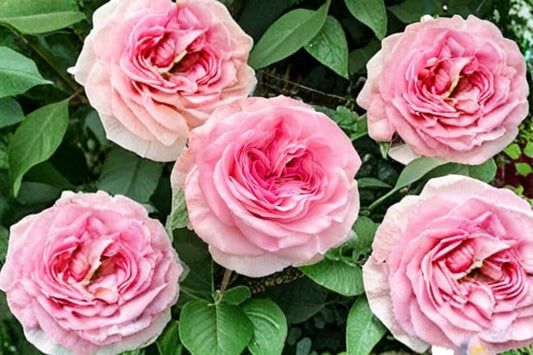 Gossip Girl Rose Plant – Rosa sp. – Vibrant Flowering Shrub for Garden, Hardy Rose, Lush Blooms