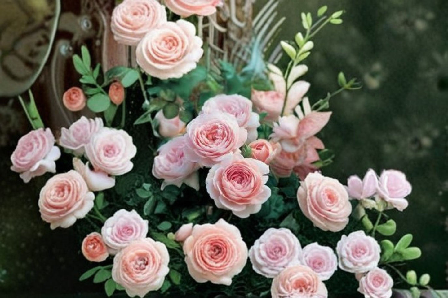 Austiger Lollipop Rose Live Plant – Tree Form Garden Rose with Vibrant Blooms, Easy Care, Perfect for Landscaping