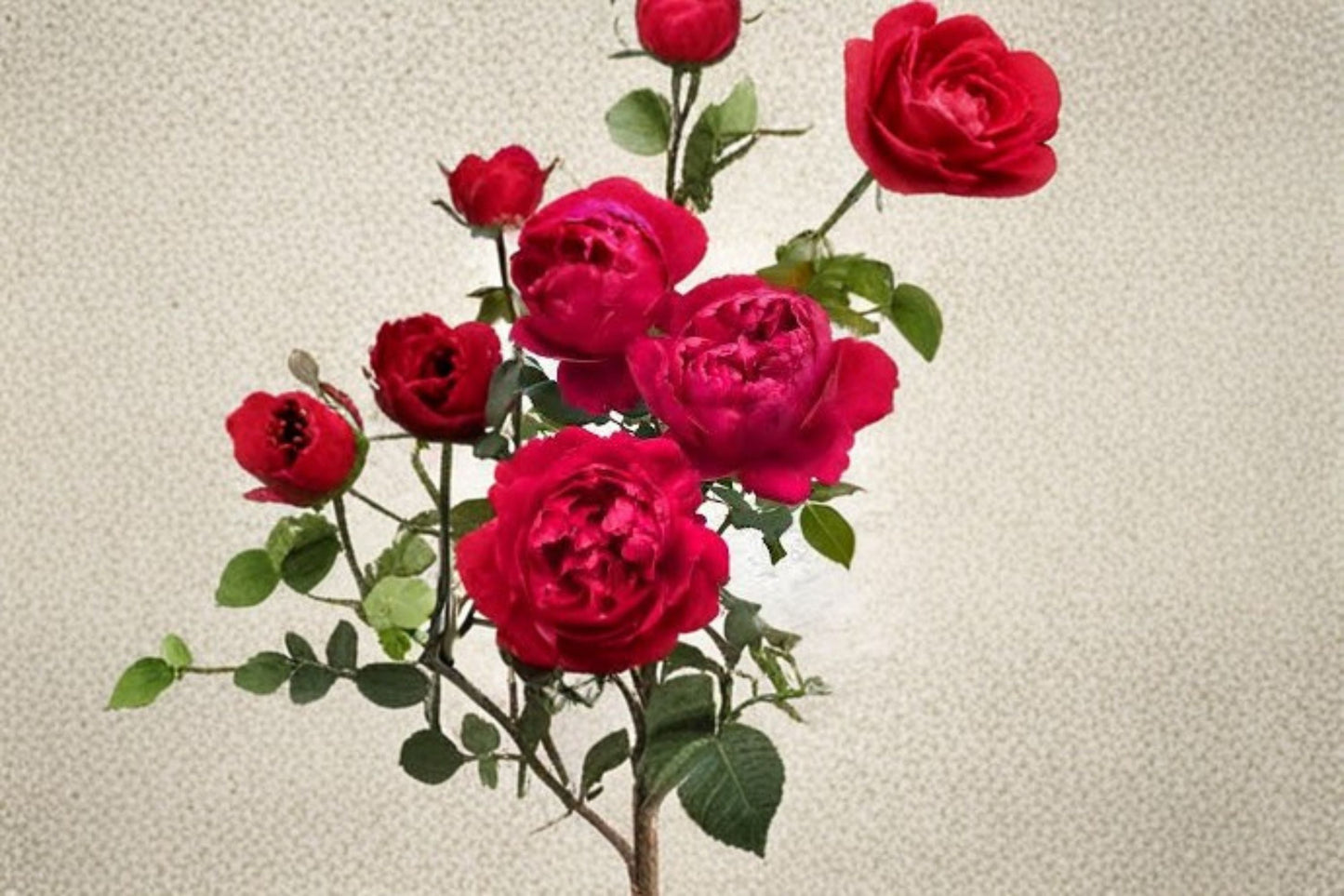 230 Ligare Rose Live Plant – Fragrant Japanese Peony Rose, Garden & Indoor Flowering Rose, Lush Foliage, Vibrant Blooms