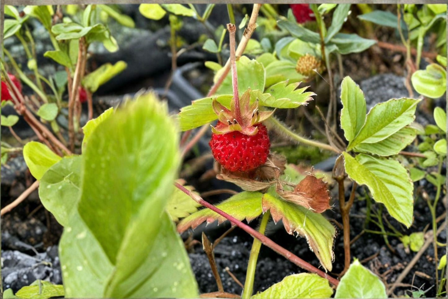 10 Wild Strawberry Rhizomes – Fragaria vesca – Perennial Ground Cover Plants for Garden, Landscaping, and Edible Landscaping