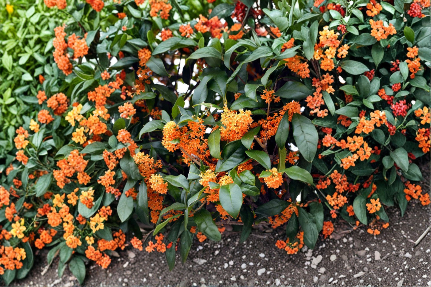 Apricot Echo Tea Olive Plant – Osmanthus fragrans – Fragrant Evergreen Shrub with White Flowers for Garden Landscape