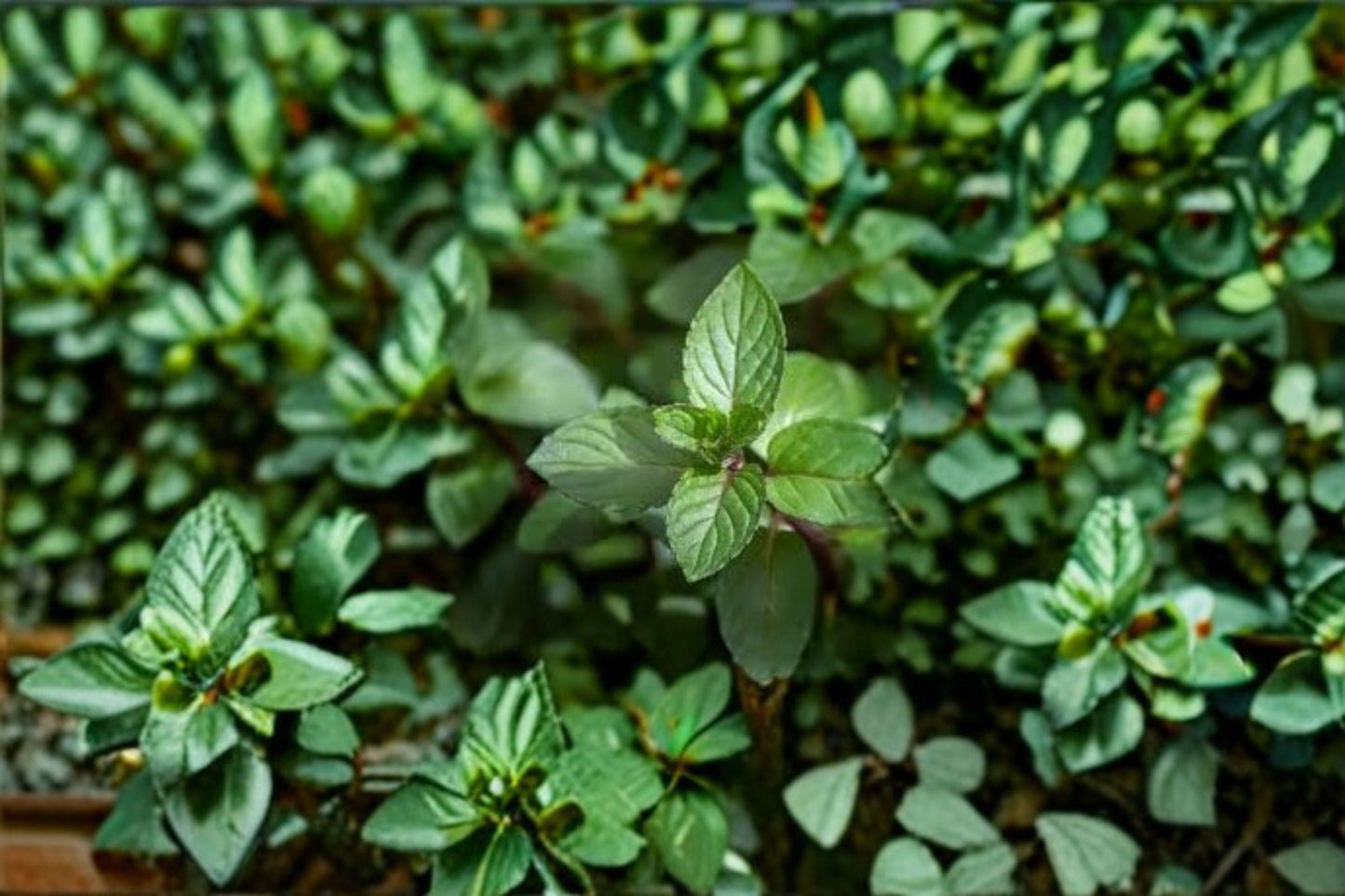 Chocolate Mint Plant – Mentha × piperita f. citrata ‘Chocolate’ – Aromatic Herb for Culinary, Tea & Fragrance