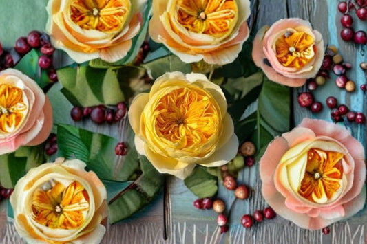 Jeanne d’Arc Rose Live Plant – Yellow Repeat Blooming Cut Rose – Vibrant Garden Flower – Rosa ‘Jeanne d’Arc’