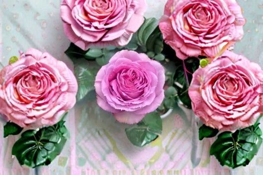 Lavender Lace Rose Live Plant – Lavender Pink Cut Rose – Fragrant Garden Rose – Rosa hybrid