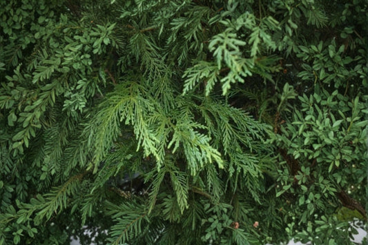 Leighton Green Leyland Cypress Tree – Evergreen Conifer Hedge Plant Cupressocyparis leylandii ‘Leighton Green’