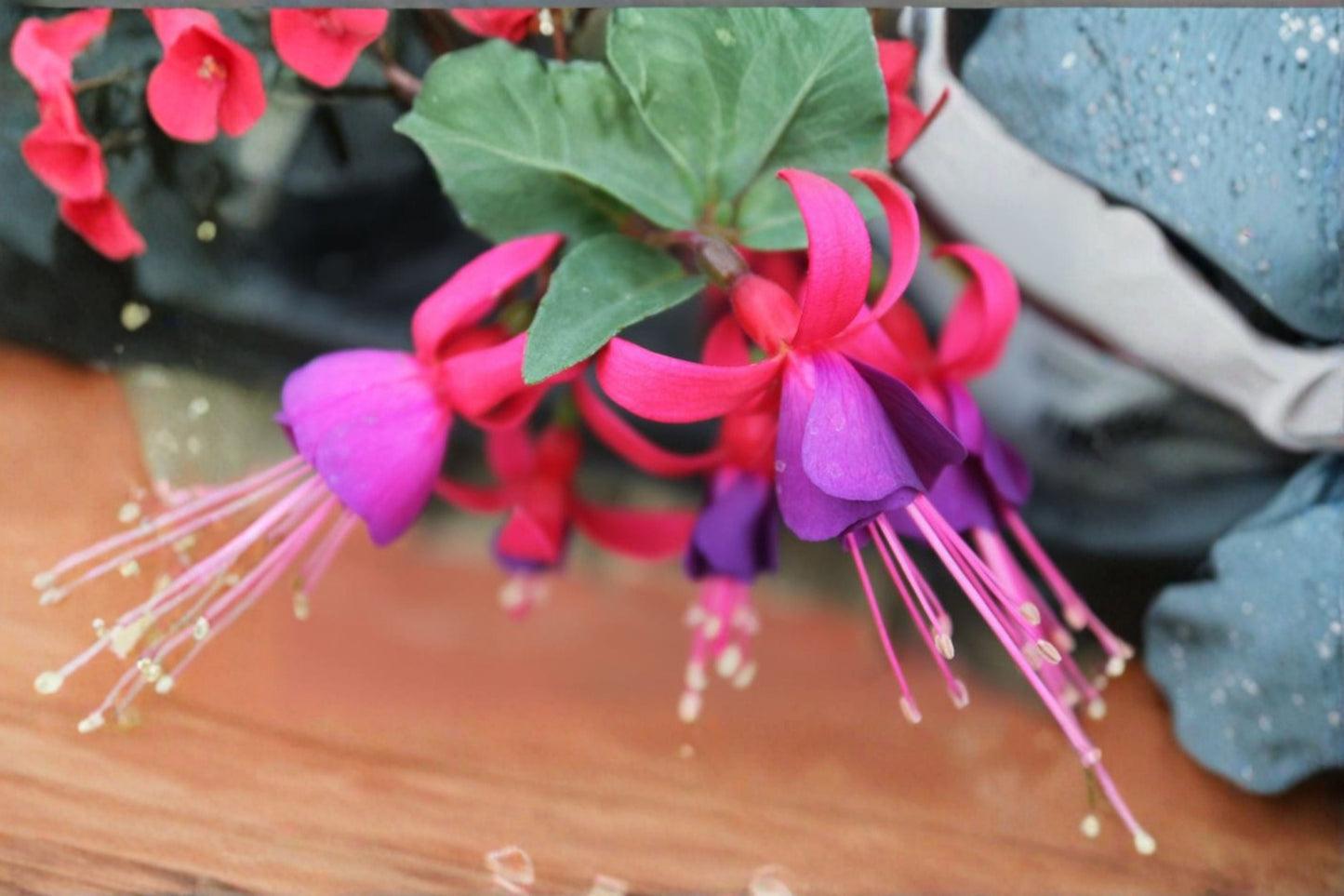 Fuchsia Plant – Hanging Basket Size – Fuchsia hybrida – Vibrant Pendulous Blooms for Gardens and Containers