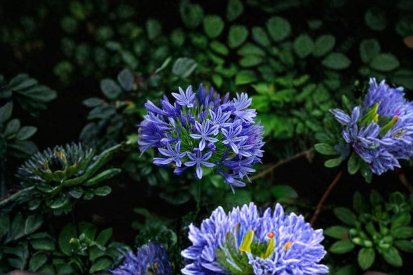 Pacific Sunset Agapanthus Plant – Agapanthus praecox ‘MP01’ – Vibrant Sunset-Hued Flower Clusters for Garden Borders and Containers