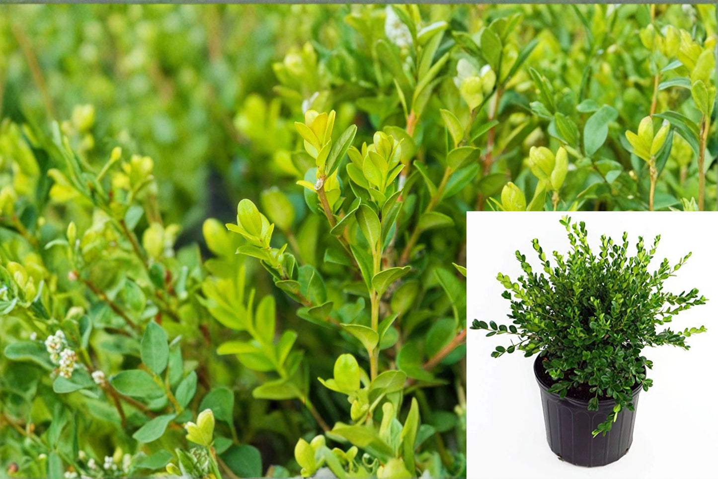Winter Gem Boxwood Plant – Buxus microphylla var. japonica ‘Winter Gem’ – Evergreen Shrub for Hedges and Decorative Gardens