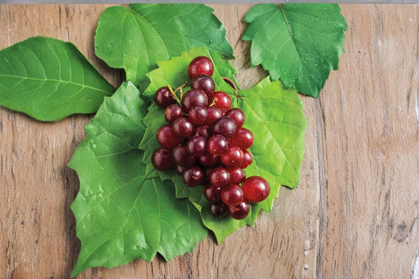 Razzmatazz Grape 4 Scions Vitis vinifera Fruit Vine for Fresh Eating and Winemaking