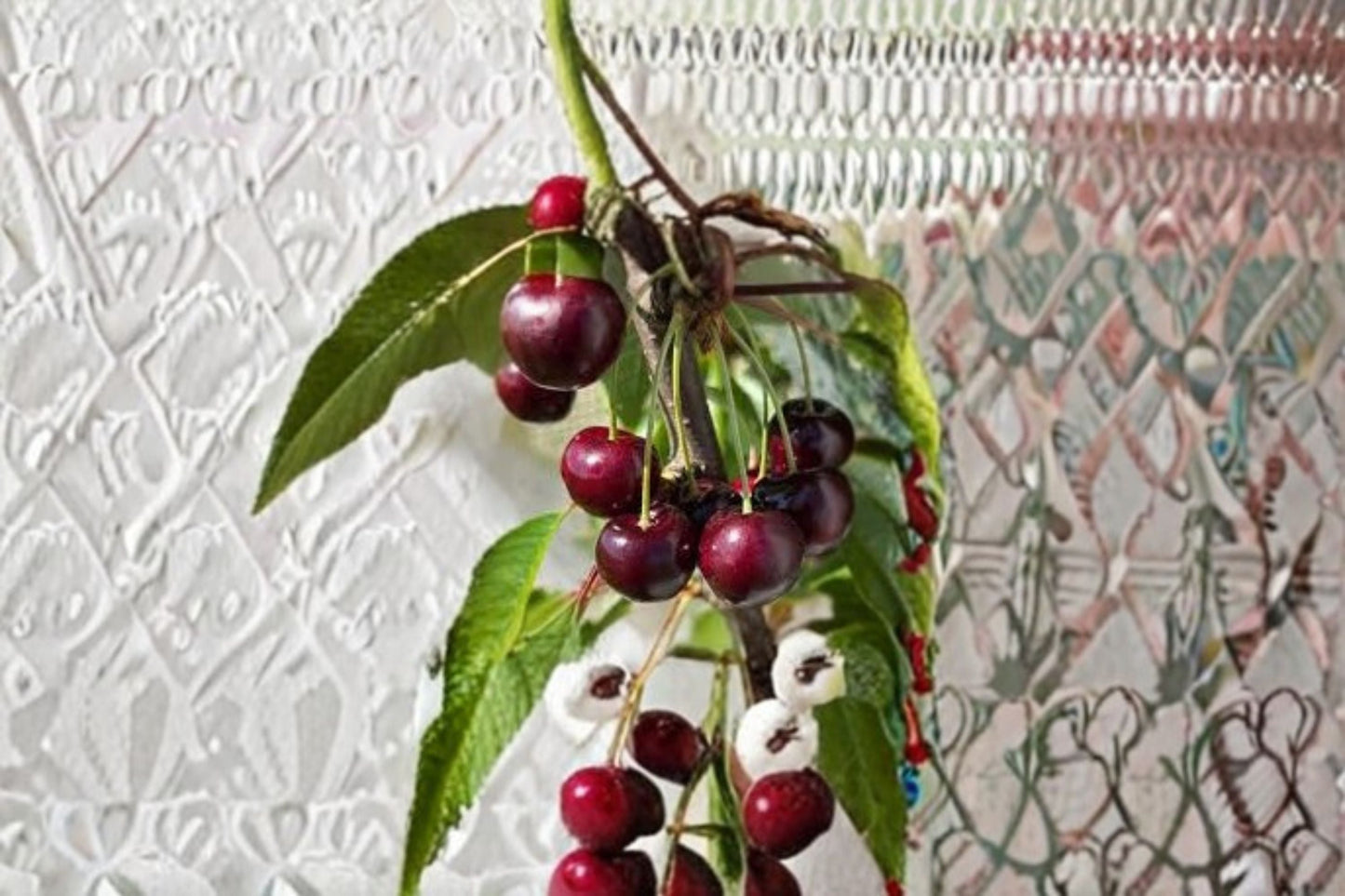 Bing Cherry Cuttings – 6 Prunus avium Fruit Tree for Garden or Orchard Propagation