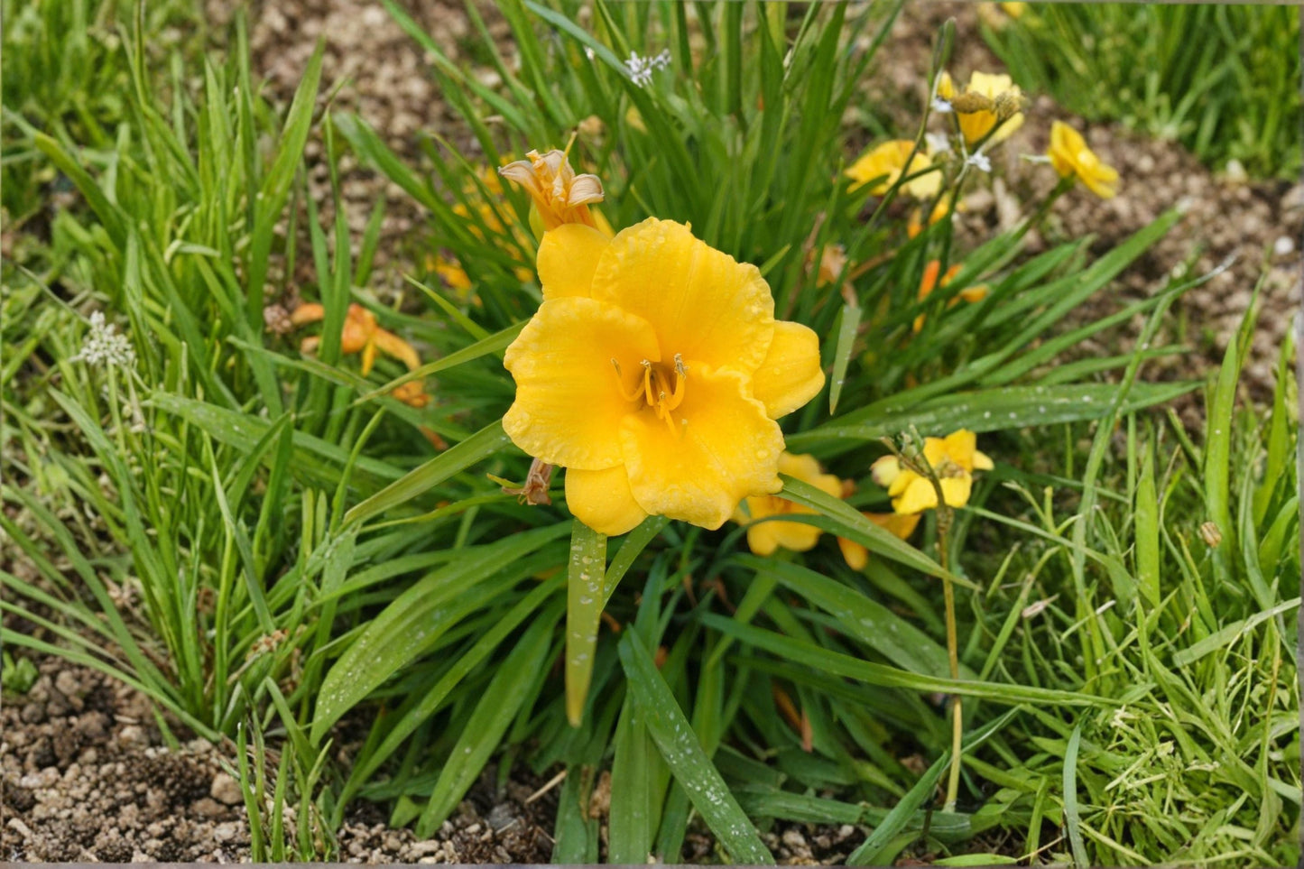Yellow Daylily Live Plant – Bare Root Perennial Flower – Bright Yellow Bloom – Hemerocallis spp.