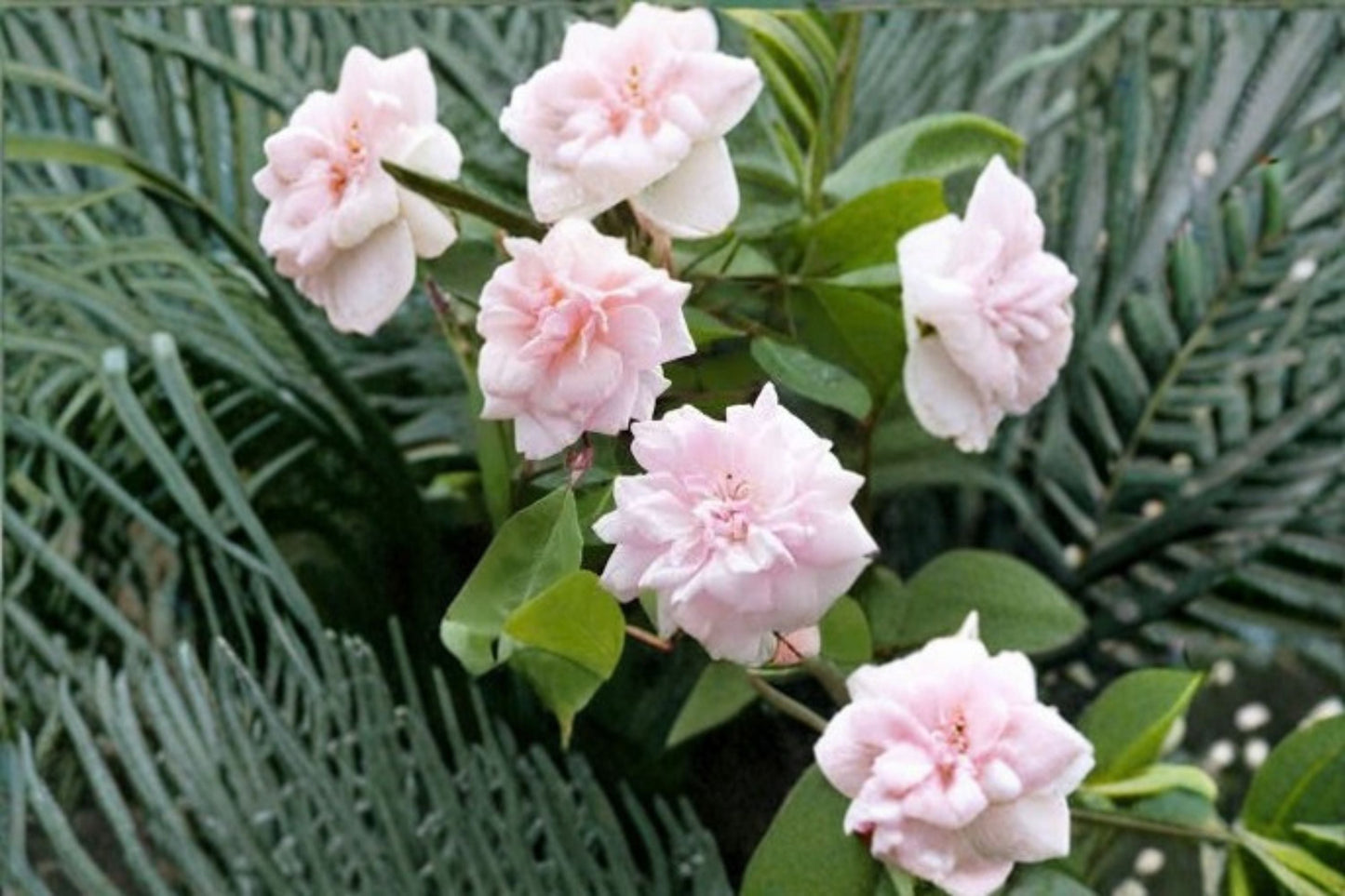Cecile Brunner Rose Cuttings – Rosa ‘Cecile Brunner’ – Climbing Pink Rose for Garden, Trellis, or Landscaping