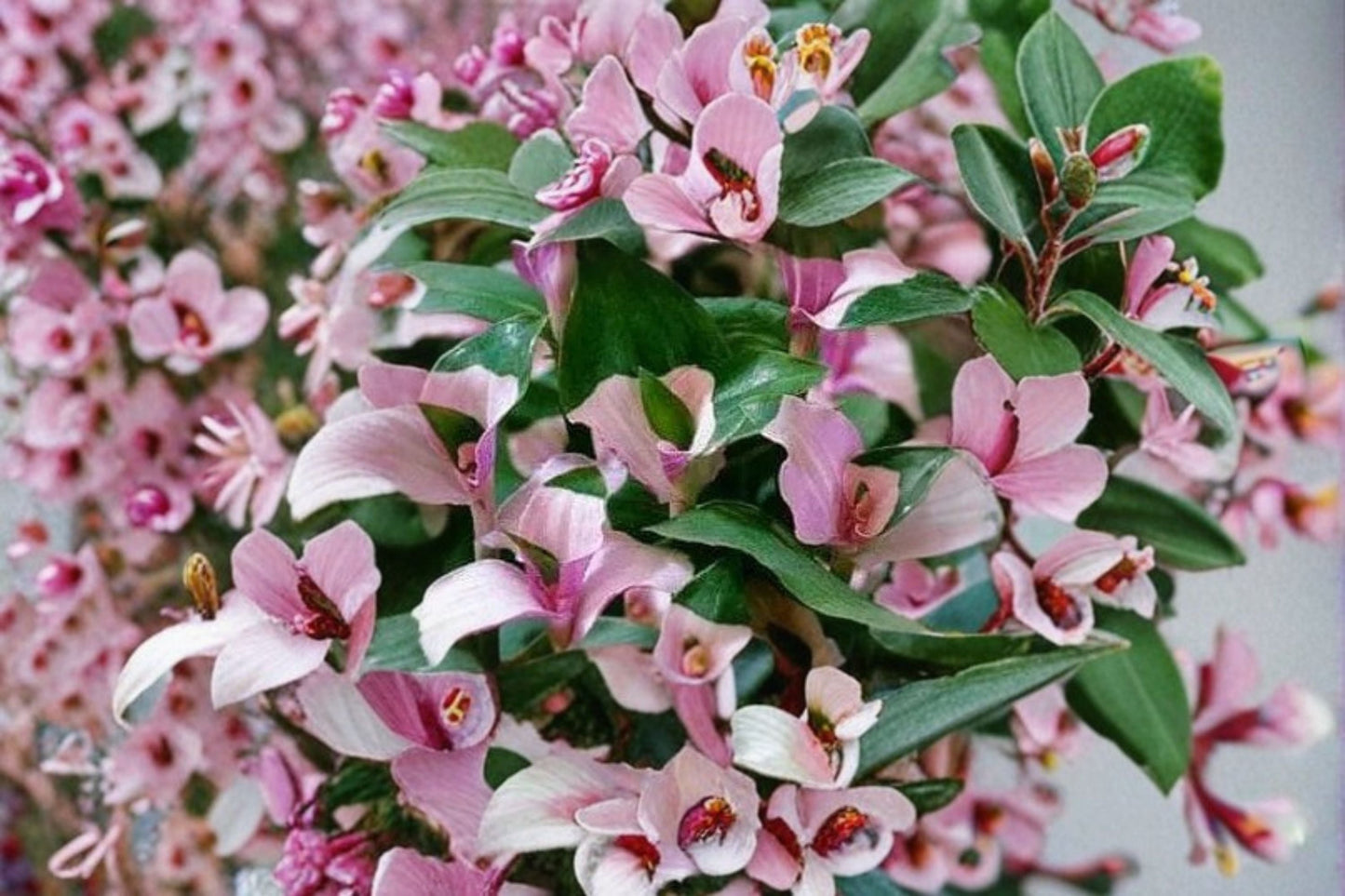 Blushing Bride Tradescantia 3 Cuttings – Tradescantia ‘Blushing Bride’ Pink and Green Foliage Indoor Plant