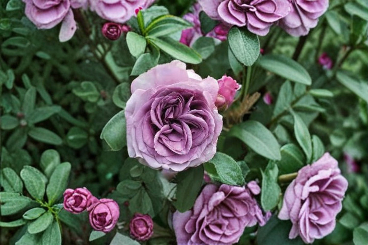 Quick Silver Climbing Rose Live Plant – Lavender Purple Garden Rose – Rosa ‘Quick Silver’