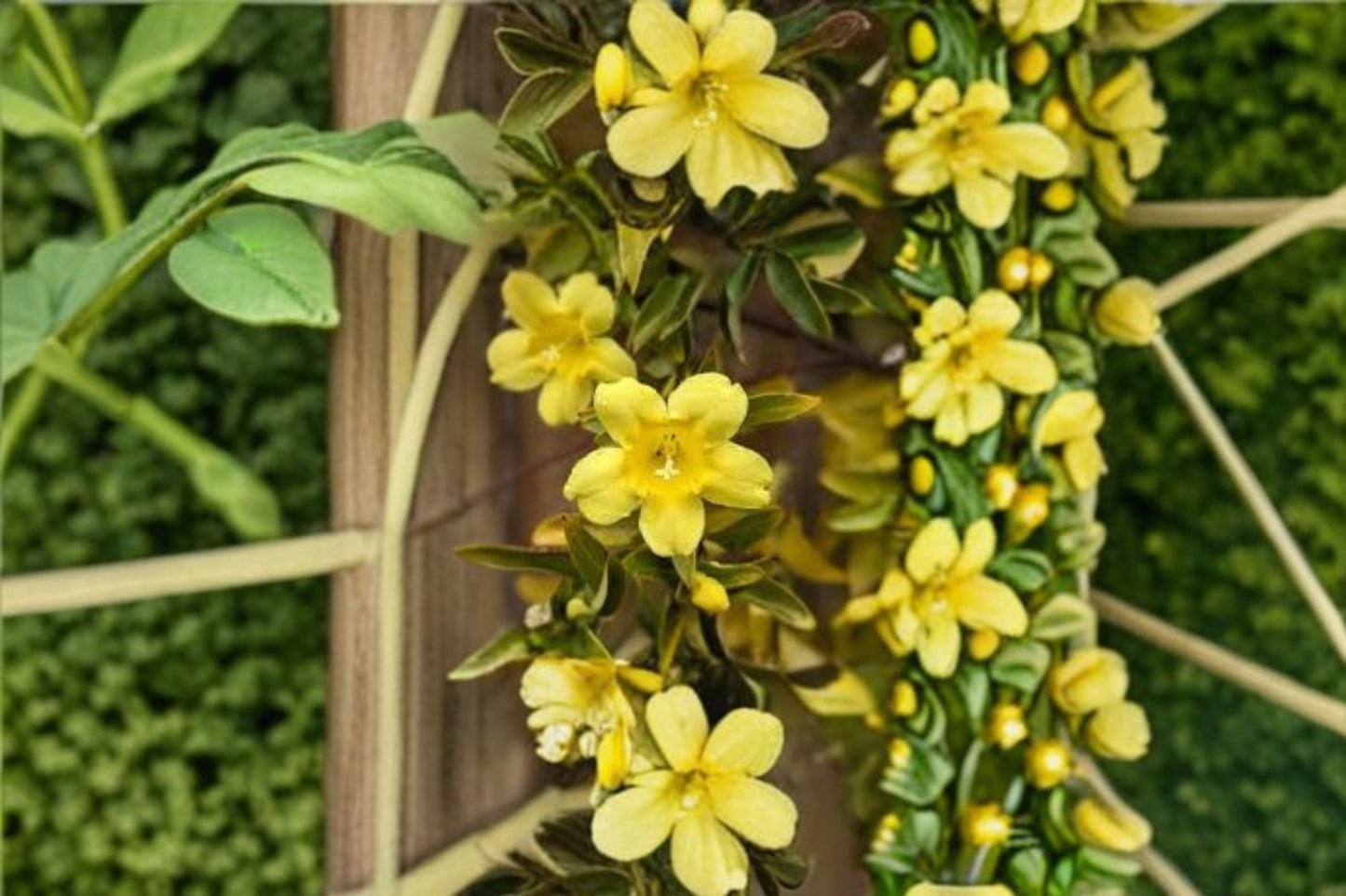 Carolina Jasmine Live Plant – Yellow Fragrant Climbing Vine – Trachelospermum asiaticum for Garden Trellises and Fences
