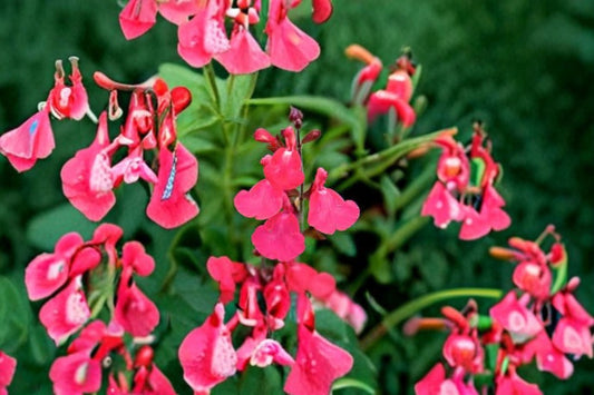 Lipstick Salvia Greggii Live Plant – 1 Gallon Fully Rooted Salvia greggii Drought Tolerant Red Flowers for Garden & Containers