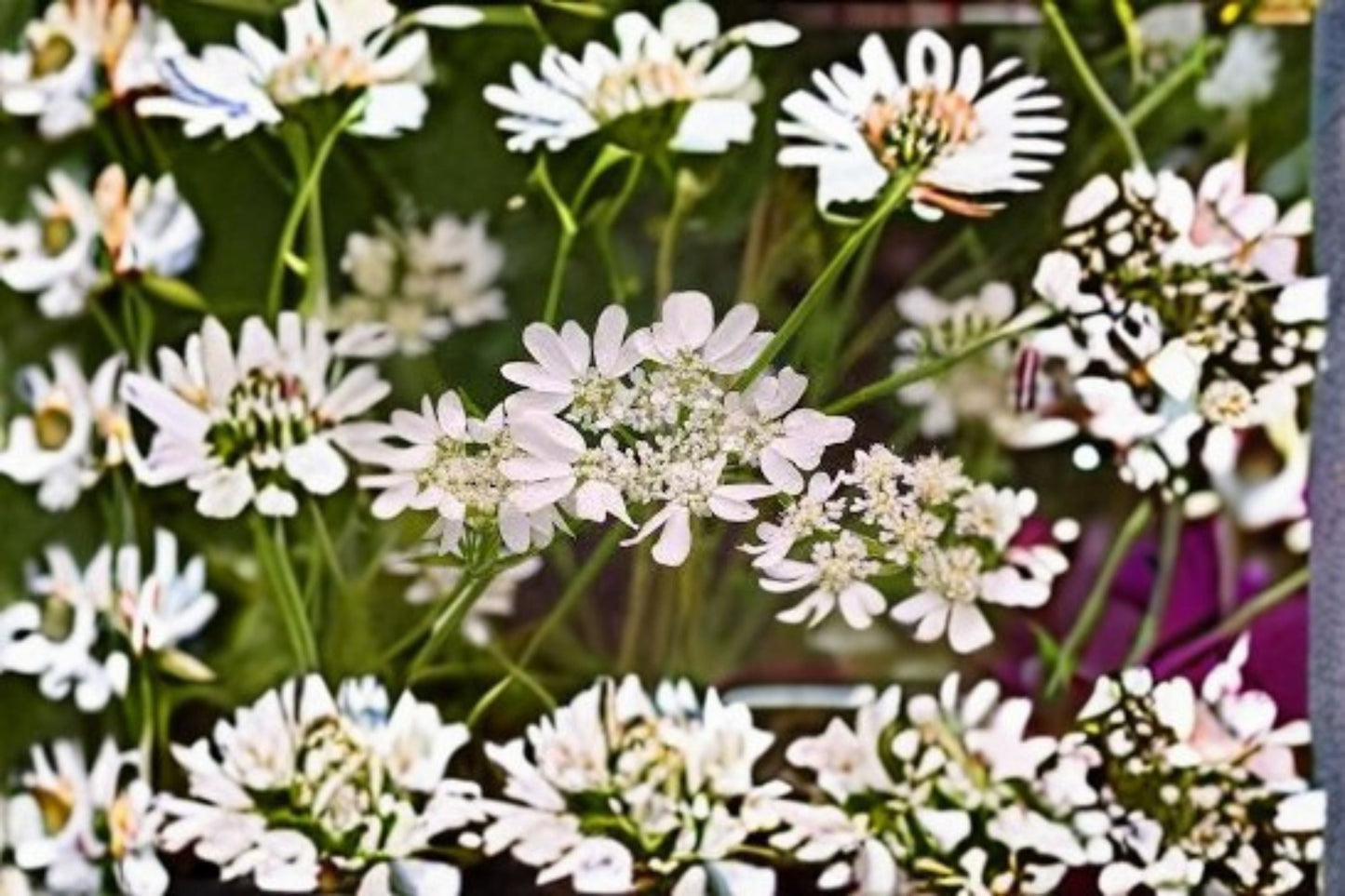 White Lace Flower Plant – Orlaya grandiflora – Perennial with Lacy White Blooms for Garden Borders and Cut Flowers