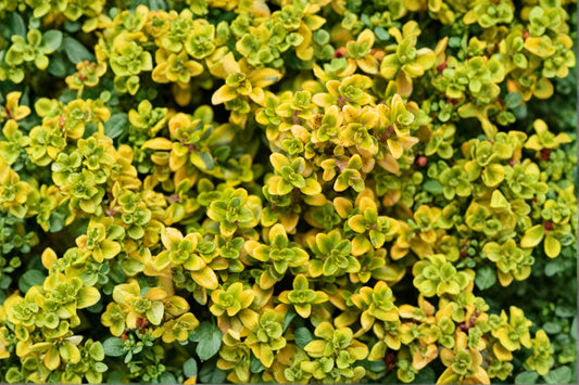 Lemon Thyme Herb Plant – Thymus citriodorus – Fragrant Lemon-Scented Leaves for Culinary & Garden Use