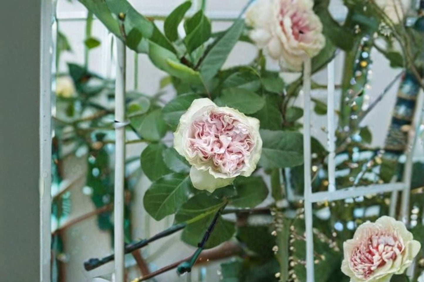 Shades of Grey Rose Live Plant – Gray Purple Cut Rose – Elegant Floral Arrangement – Rosa ‘Shades of Grey’