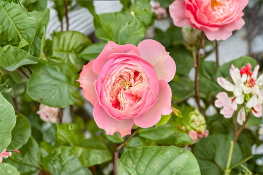 Northanger Abbey Rose Live Plant – Pink Cup-Shaped Garden Rose – Rosa ‘Northanger Abbey’ for Garden Beds & Containers