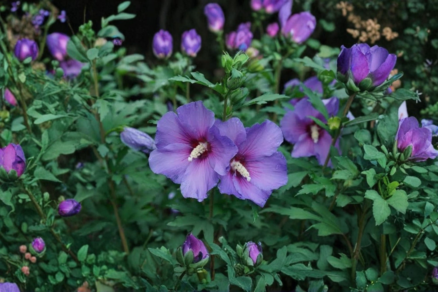 Rose of Sharon Live Plants – 2 Purple Flower Hibiscus syriacus Seedlings with Roots – Easy to Grow Garden Shrubs