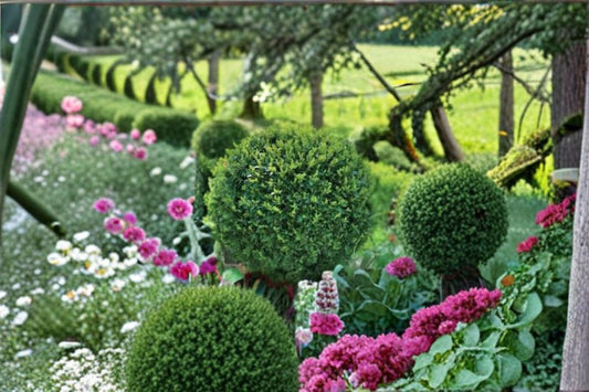 Green Gem Boxwood Plant – Buxus × ‘Green Gem’ – Compact Evergreen Shrub for Hedges & Landscaping