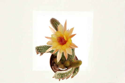 Hildewintera Humkes Kleine Gelber Cactus Plant – Hybrid with Yellow Flowers, Low-Maintenance Succulent for Collection