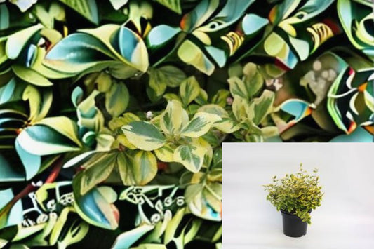 Green n Gold Euonymus 1 Plant – Euonymus fortunei ‘Emerald 'n' Gold’ – Variegated Foliage for Borders, Containers, Ground Cover