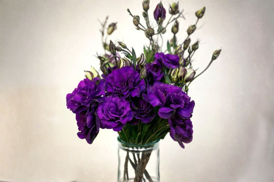 Lisianthus Plant – Eustoma grandiflorum – Delicate Rose-Like Blooms – Garden Flower or Cut Flower Plant