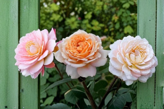Großherzogin Luise Rose Live Plant – Fragrant Kordes Shrub Rose, Garden Flower, Outdoor Plant, Rosa × kordesii