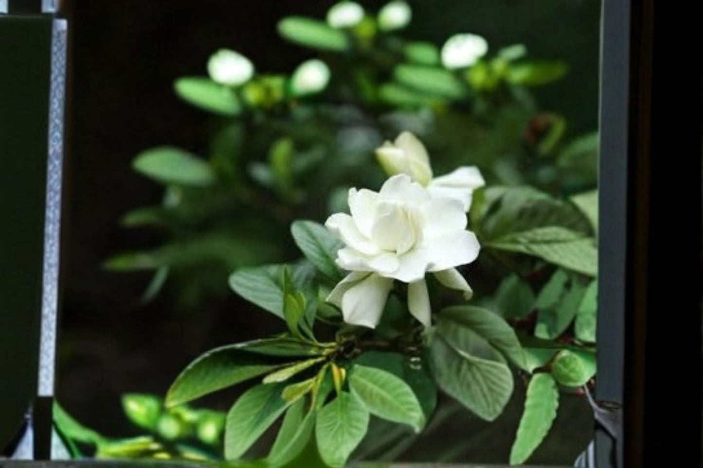 Gardenia jasminoides Cuttings – Fragrant White Blooms, Glossy Green Leaves, 7 Healthy Plant Clippings
