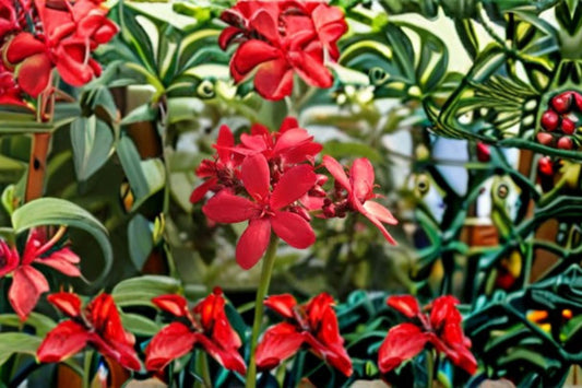 Peregrina Jatropha 4 Cuttings – Jatropha integerrima – Vibrant Red Flowering Shrub for Garden, Outdoor Plant Propagation