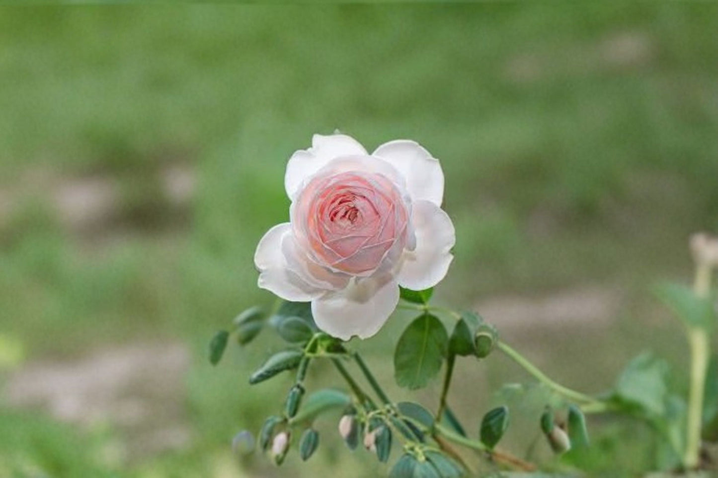 Earth Angel Parfuma Rose 3 Cuttings – Rosa ‘Earth Angel’ – Fragrant Pink Rose Plant for Garden or Indoor Growing