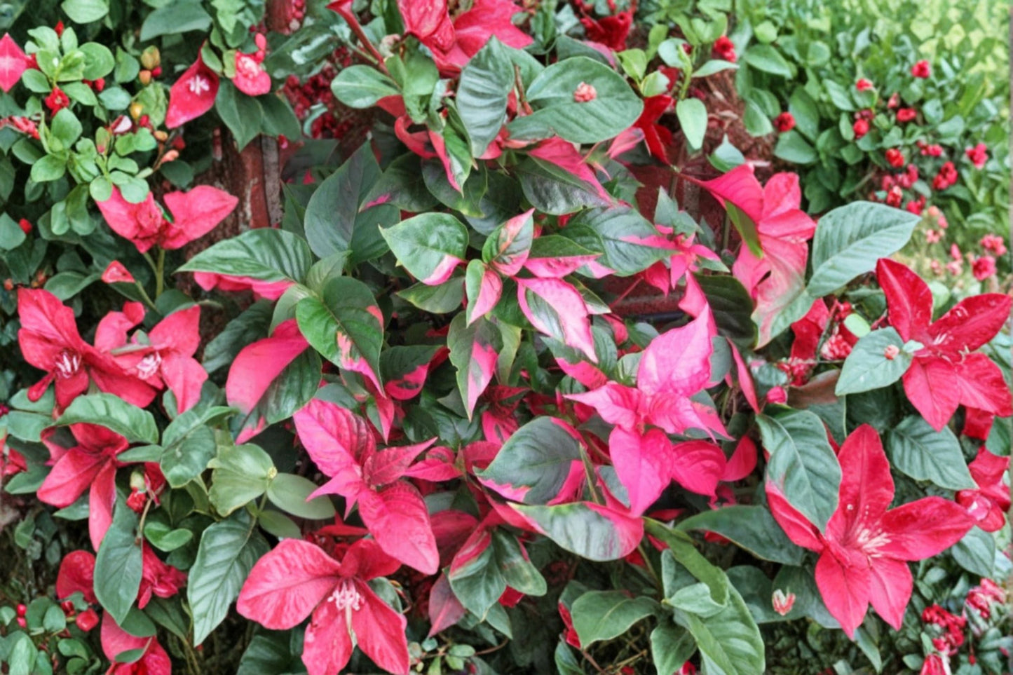 Alternanthera Party Time Live Plants – Variegated Foliage, Indoor or Outdoor, 4–6 Inch Tall, Easy Care Houseplant