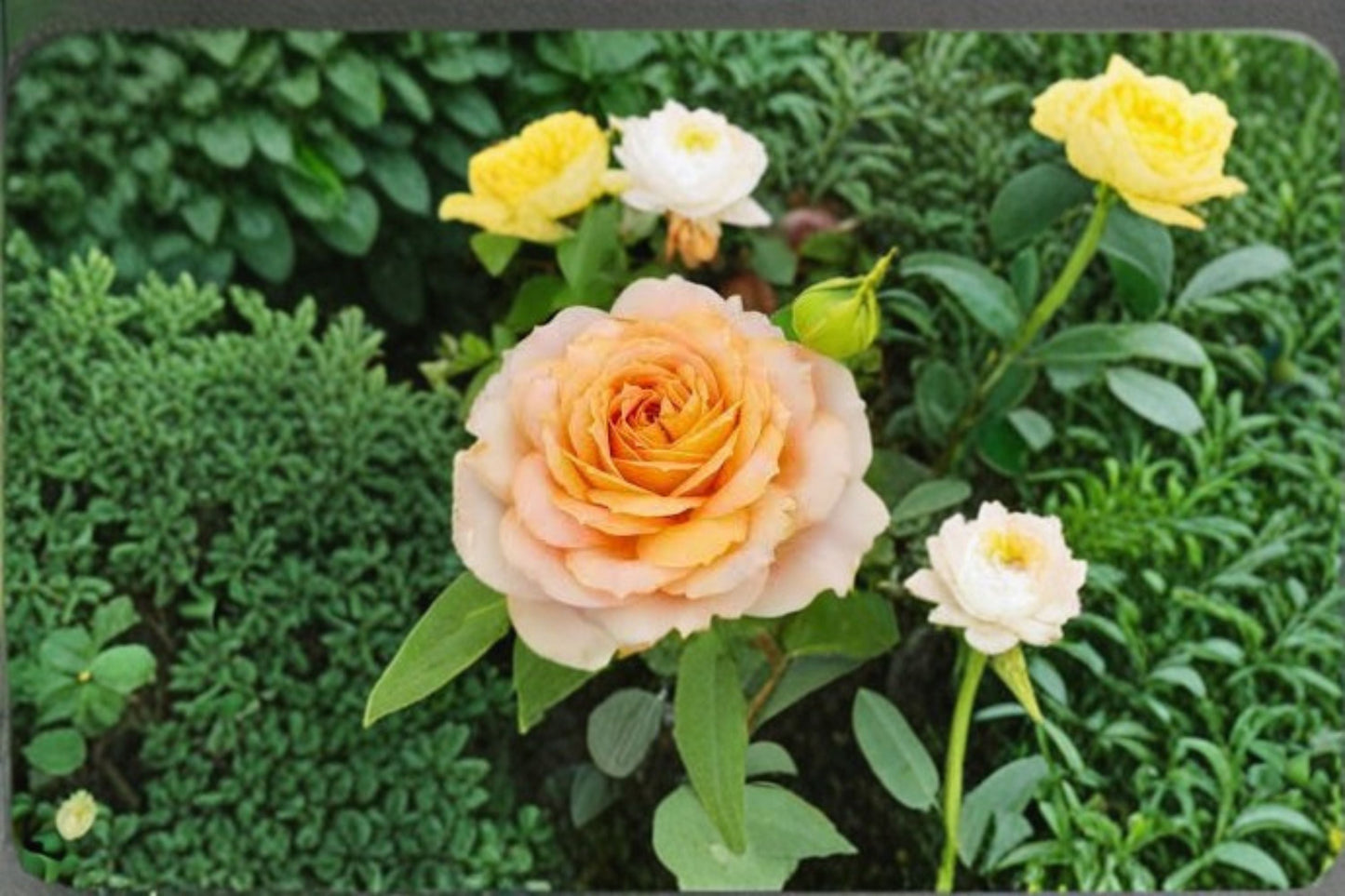 Caramel Antike Rose Live Plant – Long-Lasting Garden Rose with Fragrant Caramel Blooms, Rosa ‘Antike’
