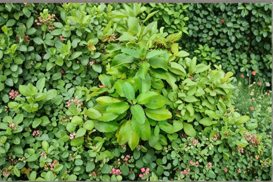 Leaf of Life Live Plant – Bryophyllum pinnatum Succulent Starter Plant with Scalloped Leaves, Easy Care Indoor Plant