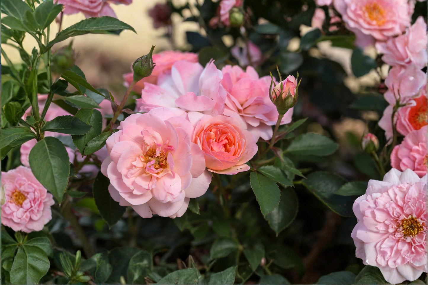 Elegance Rose Live Plant – Kenya Repeat Blooming Cut Rose – Long-Lasting Garden Flower for Home Decor and Gifting