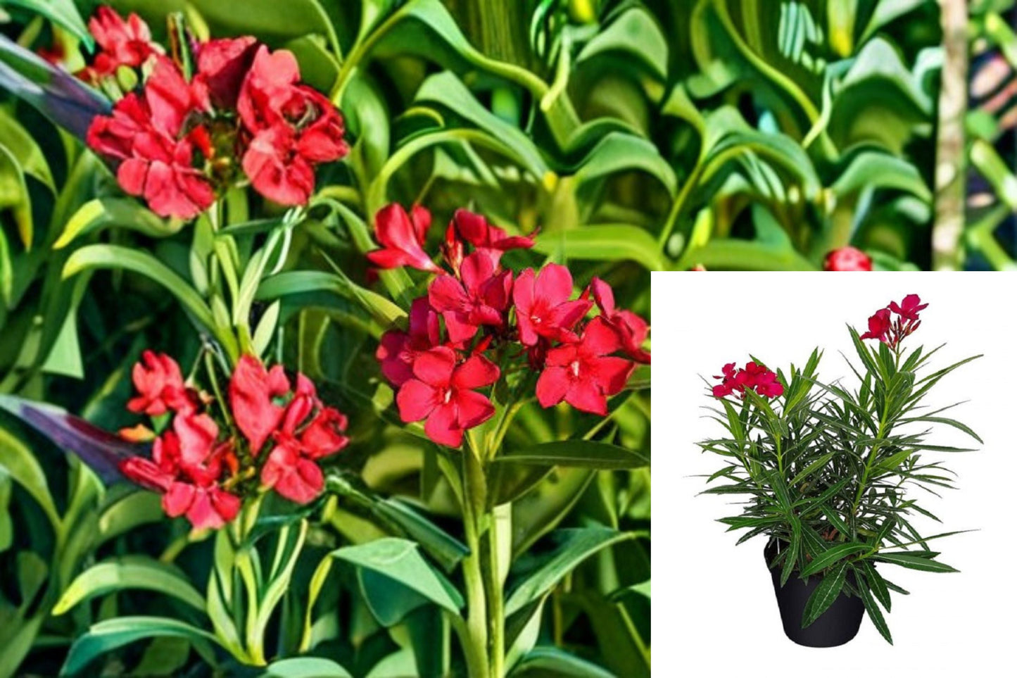 Red Oleander Plant – Nerium oleander ‘Jannoch’ – Evergreen Shrub with Vibrant Red Flowers for Gardens and Landscaping