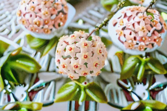 Green Hoya Carnosa Live Plant – Wax Plant with Glossy Leaves and Star-Shaped Flowers – Indoor Houseplant