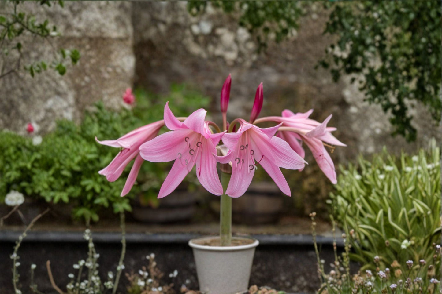 Crinum Lily Bulb – Pink Heirloom Crinum – Cecil Houdyshell Variety – Garden Flowering Bulb for Sunny Landscapes