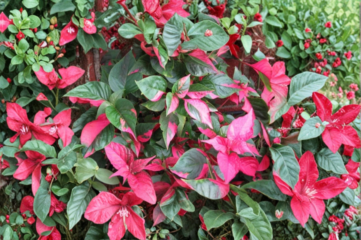 2 Live Alternanthera Party Time Plants – 4-6 Inch Variegated Foliage – Alternanthera ficoidea 'Party Time'