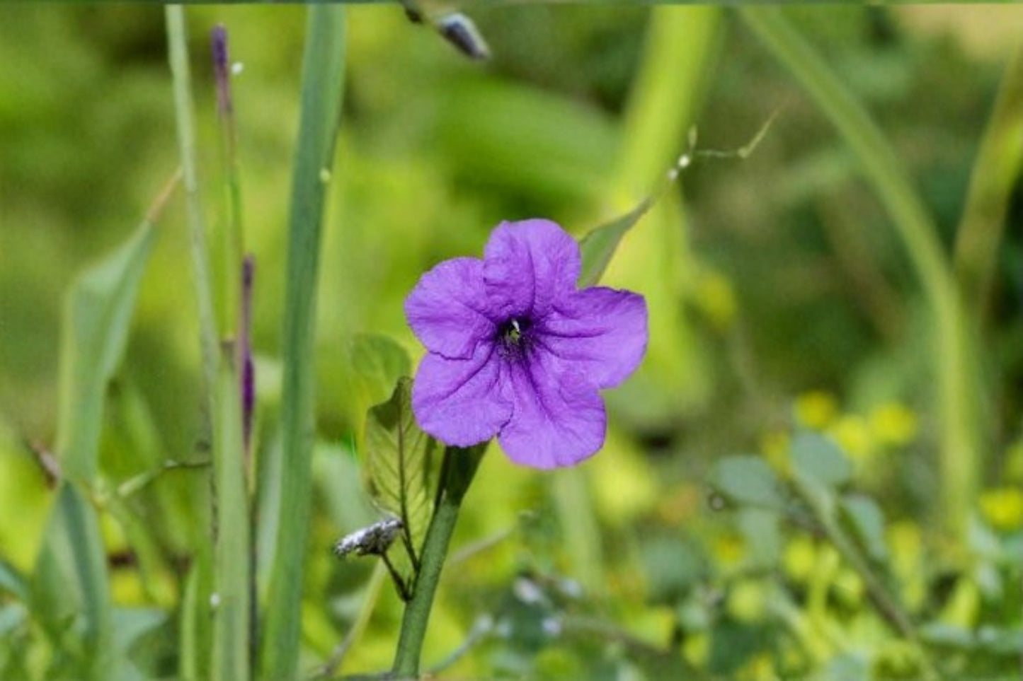 Wild Petunia Live Plant Clump – Lavender Ruellia Ground Cover – Drought-Tolerant, Easy Care Perennial for Gardens