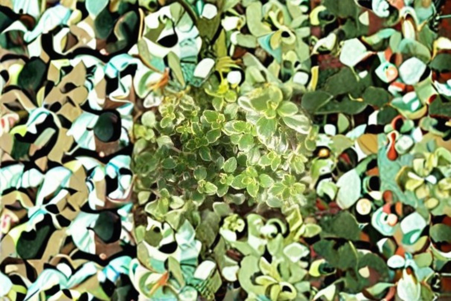 Golden Thyme Herb Plants – Thymus × citriodorus ‘Aureus’ – Aromatic Lemon Scent, Bright Yellow-Green Foliage, 3, 6, or 12 Plants